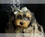 Small Photo #61 Morkie Puppy For Sale in WARSAW, IN, USA