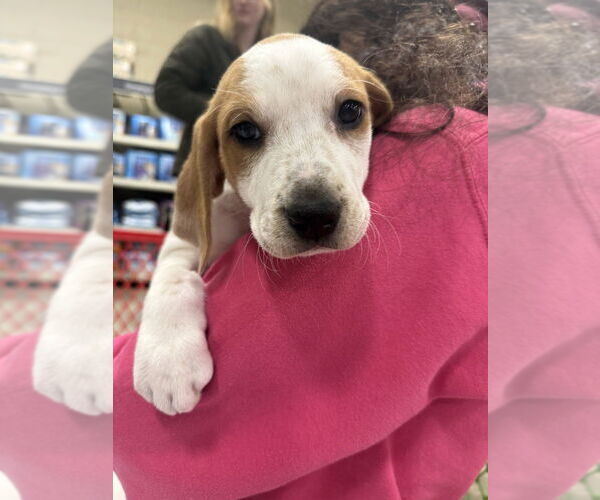 Medium Photo #1 Mutt Puppy For Sale in Wenonah, NJ, USA