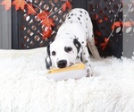 Small #1 Dalmatian