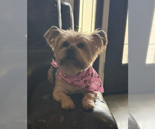 Medium Photo #5 Mutt Puppy For Sale in Boonton, NJ, USA