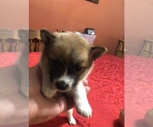 Imo-Inu Puppy for sale in CARSON CITY, NV, USA