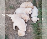 Small Photo #5 Labrador Retriever Puppy For Sale in OLYMPIA, WA, USA