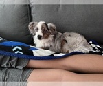 Small Photo #1 Miniature Australian Shepherd Puppy For Sale in BULVERDE, TX, USA