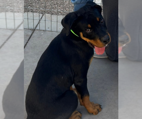 Medium Photo #4 Rottweiler Puppy For Sale in Gilbert, AZ, USA
