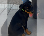 Small #3 Rottweiler