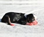 Small #2 Auss-Tzu