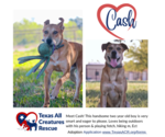 Small Labrador Retriever-Mountain Cur Mix