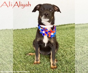 Rat Terrier-Unknown Mix Dogs for adoption in San Diego, CA, USA