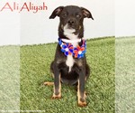 Small Rat Terrier Mix