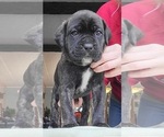 Small Photo #2 Cane Corso Puppy For Sale in OSSEO, WI, USA