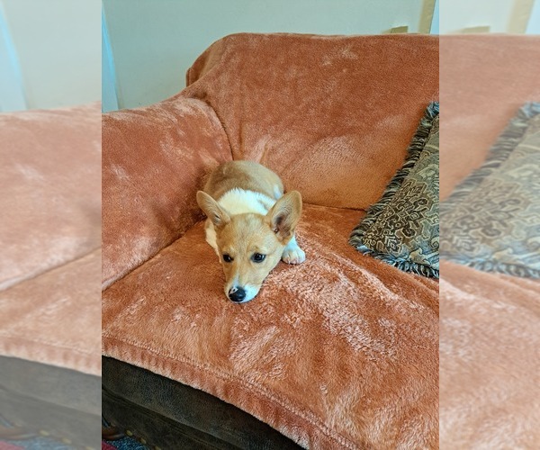 Medium Photo #5 Pembroke Welsh Corgi Puppy For Sale in SHILOH, OH, USA