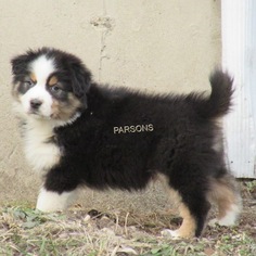 Australian Shepherd Puppy for sale in OTSEGO, MI, USA