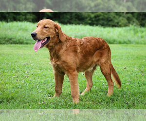 Golden Retriever Puppy for sale in LIBERTY, KY, USA