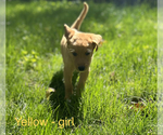 Puppy Yellow Double Doodle