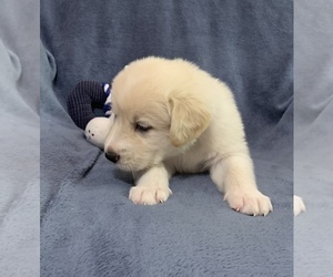 Golden Labrador Puppy for Sale in LIVE OAK, Florida USA