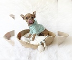 Small #5 Chihuahua