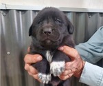 Puppy Puppy 9 Labrador Retriever-Mutt Mix