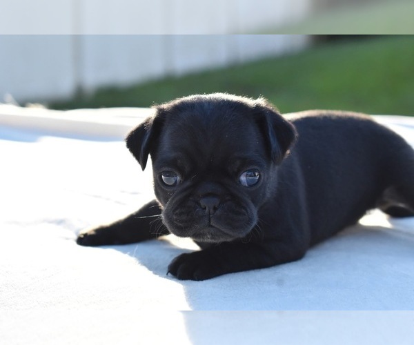 Medium Photo #3 Pug Puppy For Sale in PALM COAST, FL, USA
