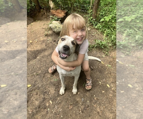 Medium Photo #1 Anatolian Pyrenees Puppy For Sale in MECHANICSVILLE, MD, USA