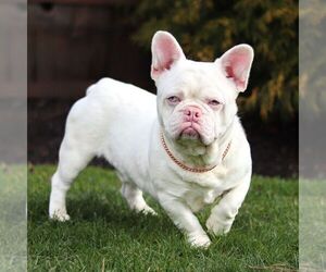 Father of the French Bulldog puppies born on 03/24/2025