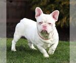 Small Photo #1 French Bulldog Puppy For Sale in RONKS, PA, USA