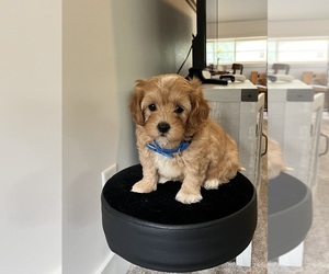 Maltipoo (Toy) Puppy for sale in BELDING, MI, USA