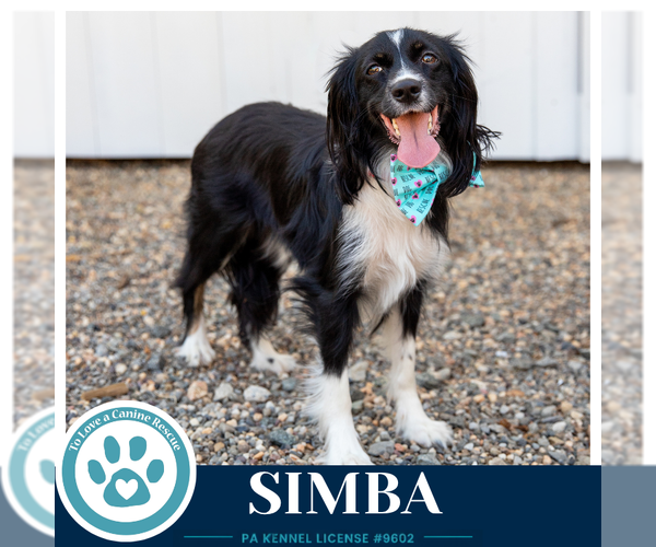 Medium Photo #10 Australian Shepherd-Colonial Cocker Spaniel Mix Puppy For Sale in Kimberton, PA, USA