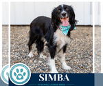 Small #9 Australian Shepherd-Colonial Cocker Spaniel Mix