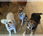 Small #2 Jack Russell Terrier Mix