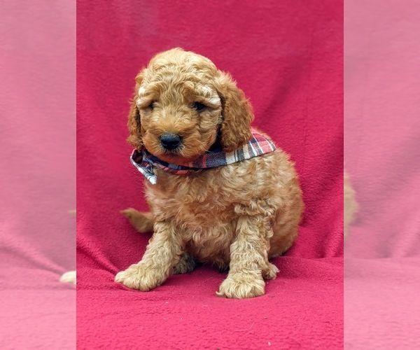 Medium Photo #6 Goldendoodle-Poodle (Miniature) Mix Puppy For Sale in LINCOLN UNIV, PA, USA