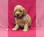 Small Photo #6 Goldendoodle-Poodle (Miniature) Mix Puppy For Sale in LINCOLN UNIV, PA, USA