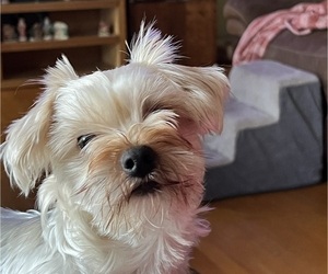 Father of the Yorkshire Terrier puppies born on 05/15/2025
