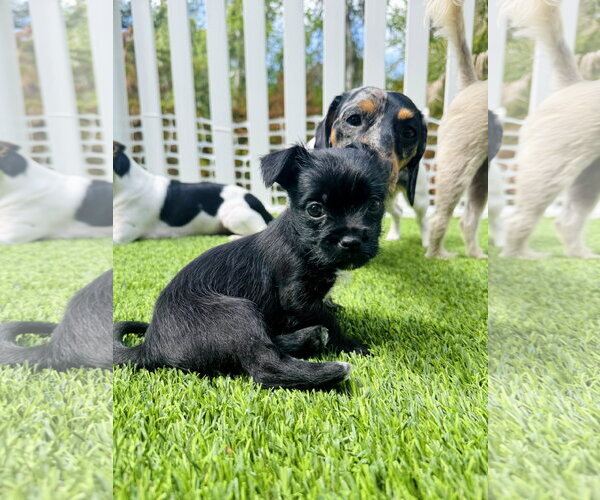 Medium Photo #3 ShiChi Puppy For Sale in Valrico, FL, USA
