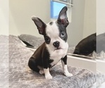 Image preview for Ad Listing. Nickname: Oreo