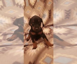 Doberman Pinscher Puppy for sale in AKRON, IN, USA