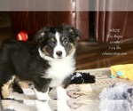 Small Photo #1 Aussie-Corgi Puppy For Sale in LIND, WA, USA