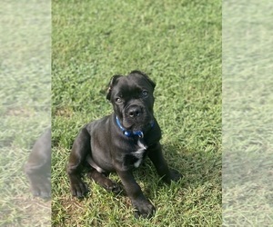 Cane Corso Puppy for sale in ANTIOCH, TN, USA