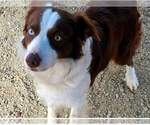 Small Photo #1 Border Collie Puppy For Sale in BYBEE, TN, USA