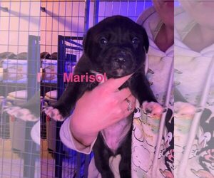 American Pit Bull Terrier-Unknown Mix Dogs for adoption in Belleville, MI, USA