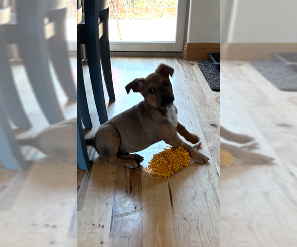 Medium Photo #2 Boxer-Unknown Mix Puppy For Sale in MIDWAY, UT, USA