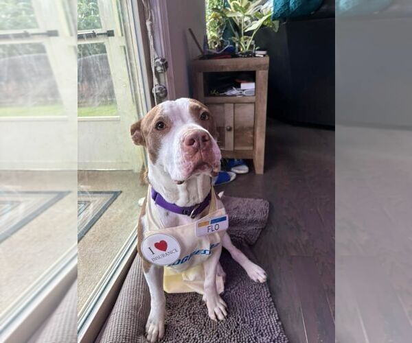 Medium Photo #13 American Staffordshire Terrier-Unknown Mix Puppy For Sale in Holly Springs, NC, USA