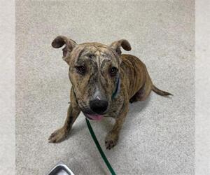 Medium Mastiff Mix