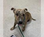 Small Mastiff Mix