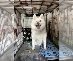 Pomsky Dogs for adoption in Springdale, PA, USA