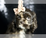 Puppy Fluttershy AKC Cocker Spaniel