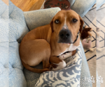Small #16 Retriever  Mix