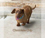 Small #9 Dachshund