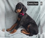 Small #1 Doberman Pinscher