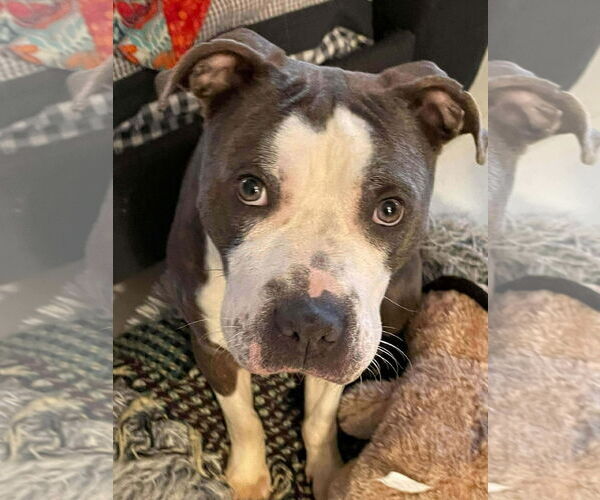 Medium Photo #8 American Pit Bull Terrier-Unknown Mix Puppy For Sale in Germantown, OH, USA