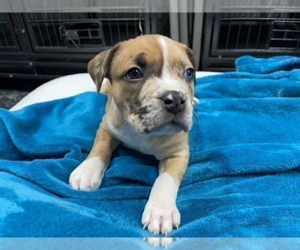 Medium Photo #140 American Bully Puppy For Sale in REESEVILLE, WI, USA